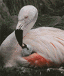 flamingo feeding new chick