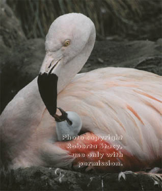 flamingo feeding new chick