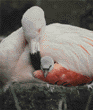 flamingo & 4-day-old chick