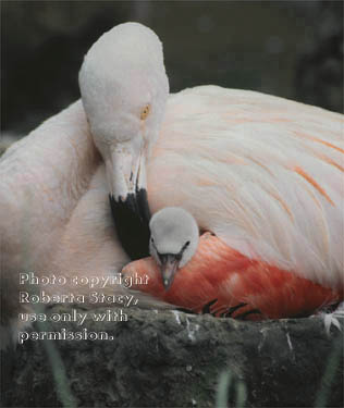 flamingo & 4-day-old chick