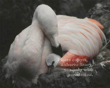 4-day-old flamingo chick