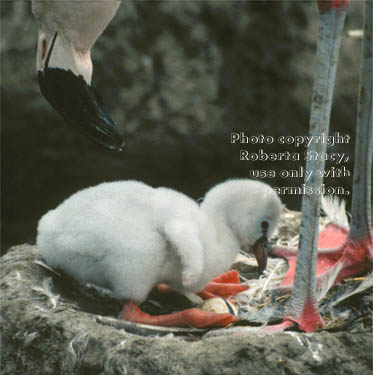 young flamingo chick