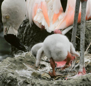 flamingo & new chick