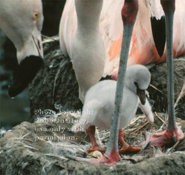 flamingos & young chick