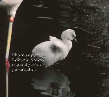 Chilean flamingo & chick