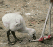 Chilean flamingo chick