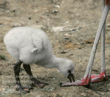 Chilean flamingo chick