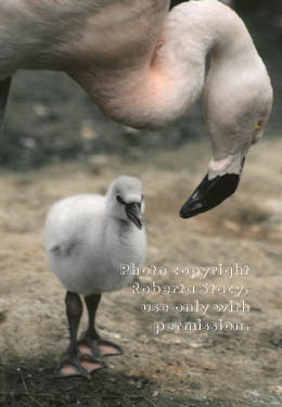 Chilean flamingo & baby