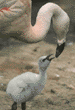 Chilean flamingo & young chick