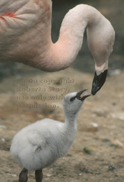 Chilean flamingo & young chick