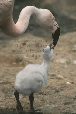 flamingo feeding its chick