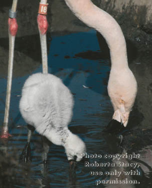 Chilean flamingo & chick