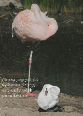 Chilean flamingo & chick