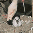 Chilean flamingo & baby chick