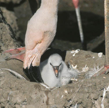 Chilean flamingo & baby chick