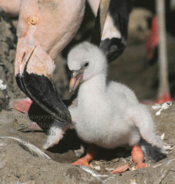 flamingo & baby chick