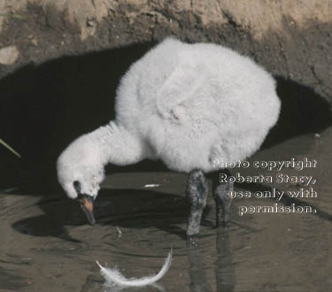 Chilean flamingo chick