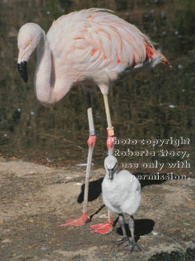 Chilean flamingo & chick