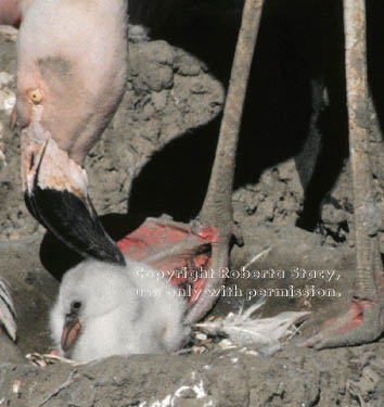 flamingo & its baby chick