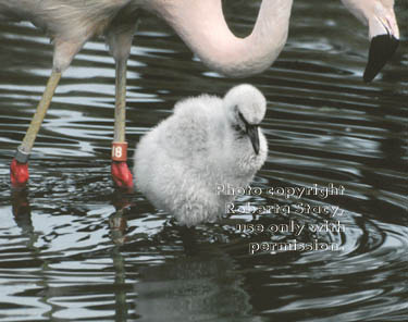 Chilean flamingo & chick