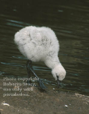 Chilean flamingo chick