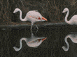 Chilean flamingos