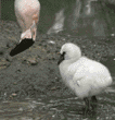 Chilean flamingo & chick