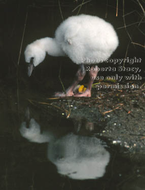 Chilean flamingo chick