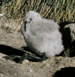 Chilean flamingo chick