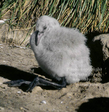 Chilean flamingo chick