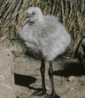 Chilean flamingo chick