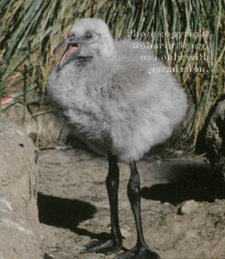 Chilean flamingo chick