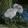 Chilean flamingo chicks