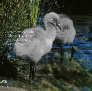 Chilean flamingo chicks