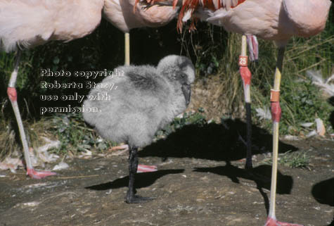 Chilean flamingos & chick