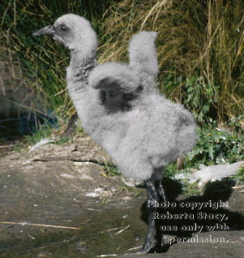 Chilean flamingo chick