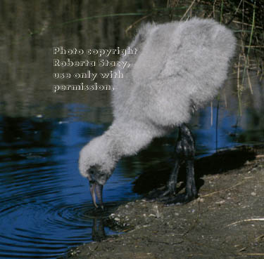 Chilean flamingo chick