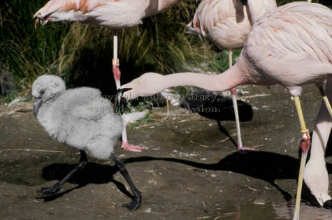 Chilean flamingos & chick