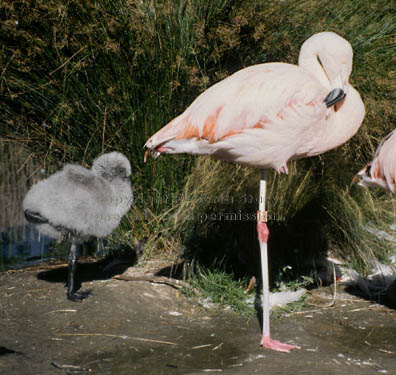 Chilean flamingo & chick