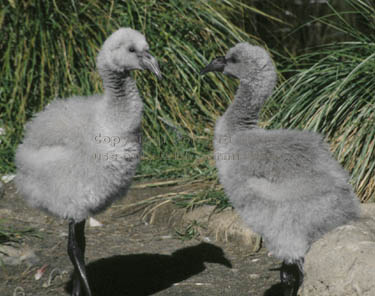 Chilean flamingo chicks