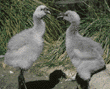 Chilean flamingo chicks