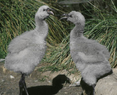 Chilean flamingo chicks