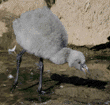 Chilean flamingo chick