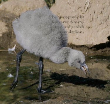 Chilean flamingo chick