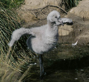 Chilean flamingo chick