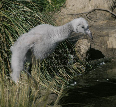 Chilean flamingo chick