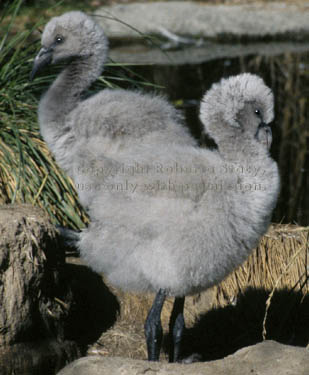 Chilean flamingo chicks