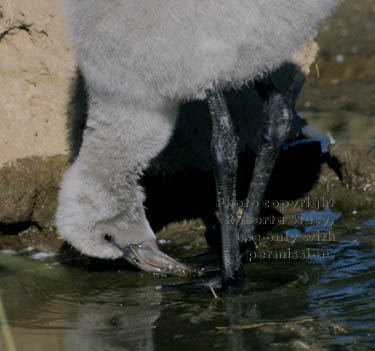 Chilean flamingo chick