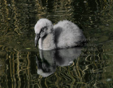 Chilean flamingo chick