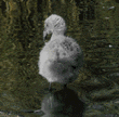 Chilean flamingo chick